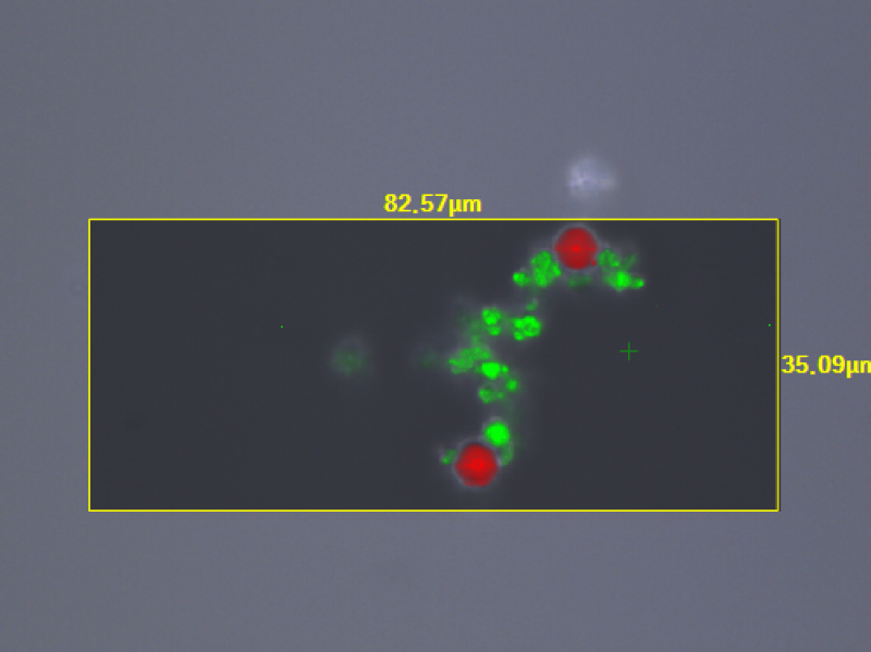 PS PP beads - Raman map2.png